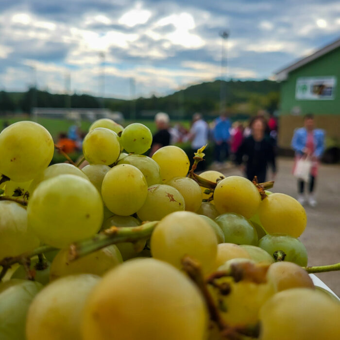 461053722 965851455587518 3153513824989817609 N